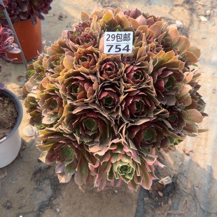 白凤……多肉植物……