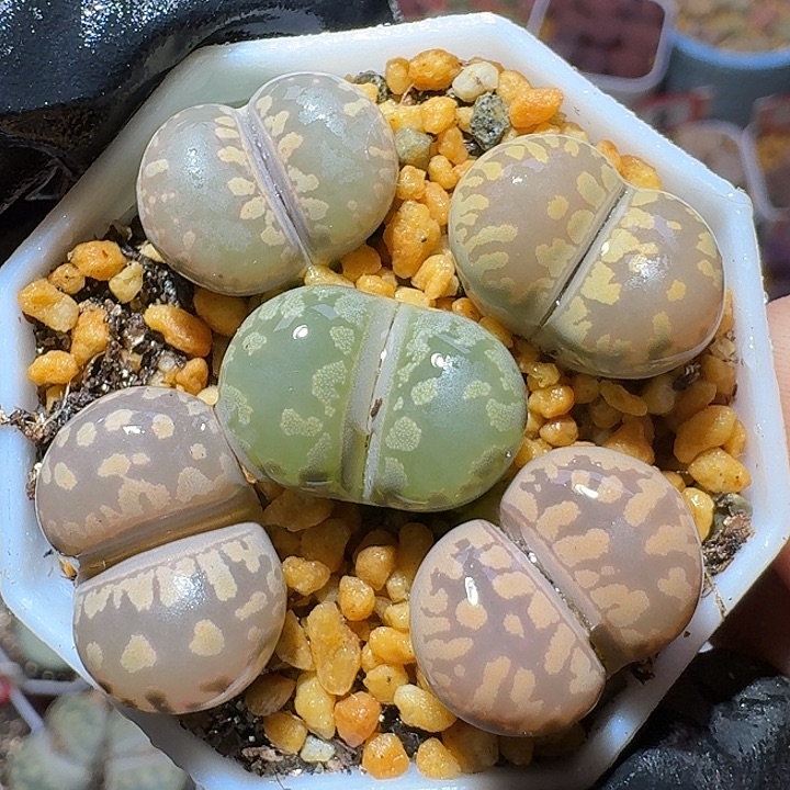 生石花111122。   277