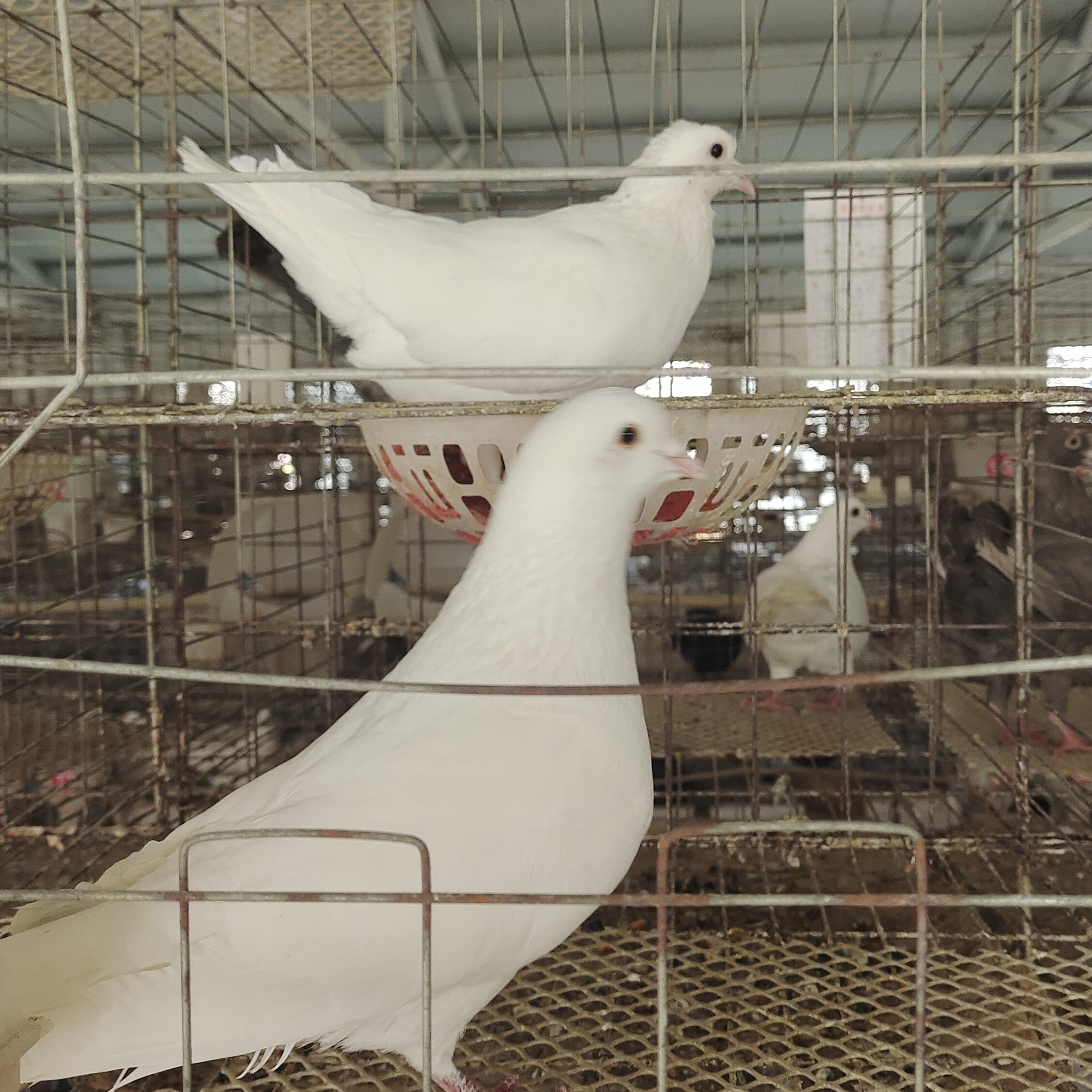 鸽子窝一个种鸽用品