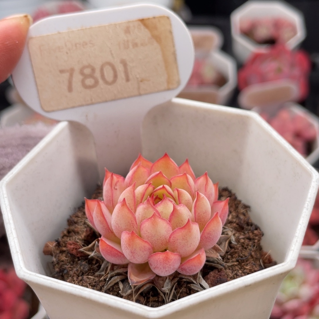 梦幻玫瑰7801-3.0厘米