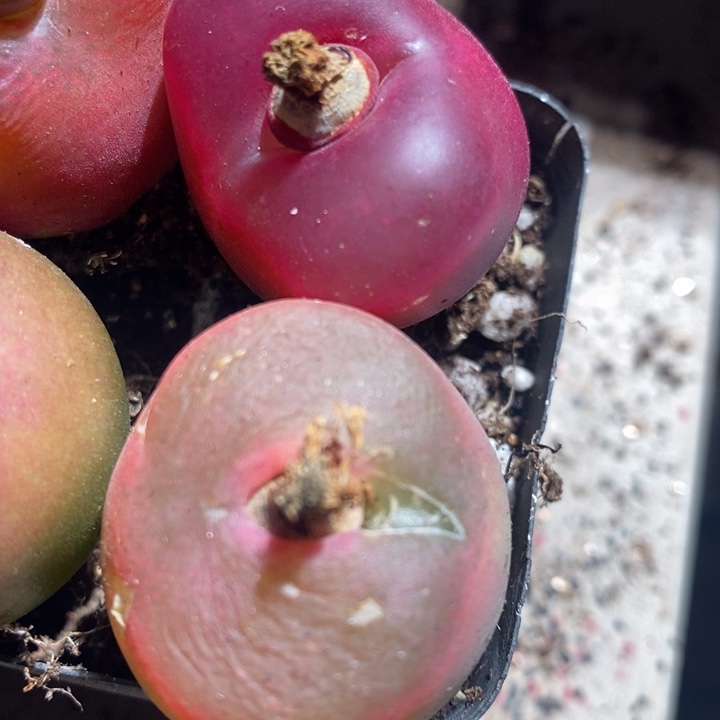 25258有伤一组一组