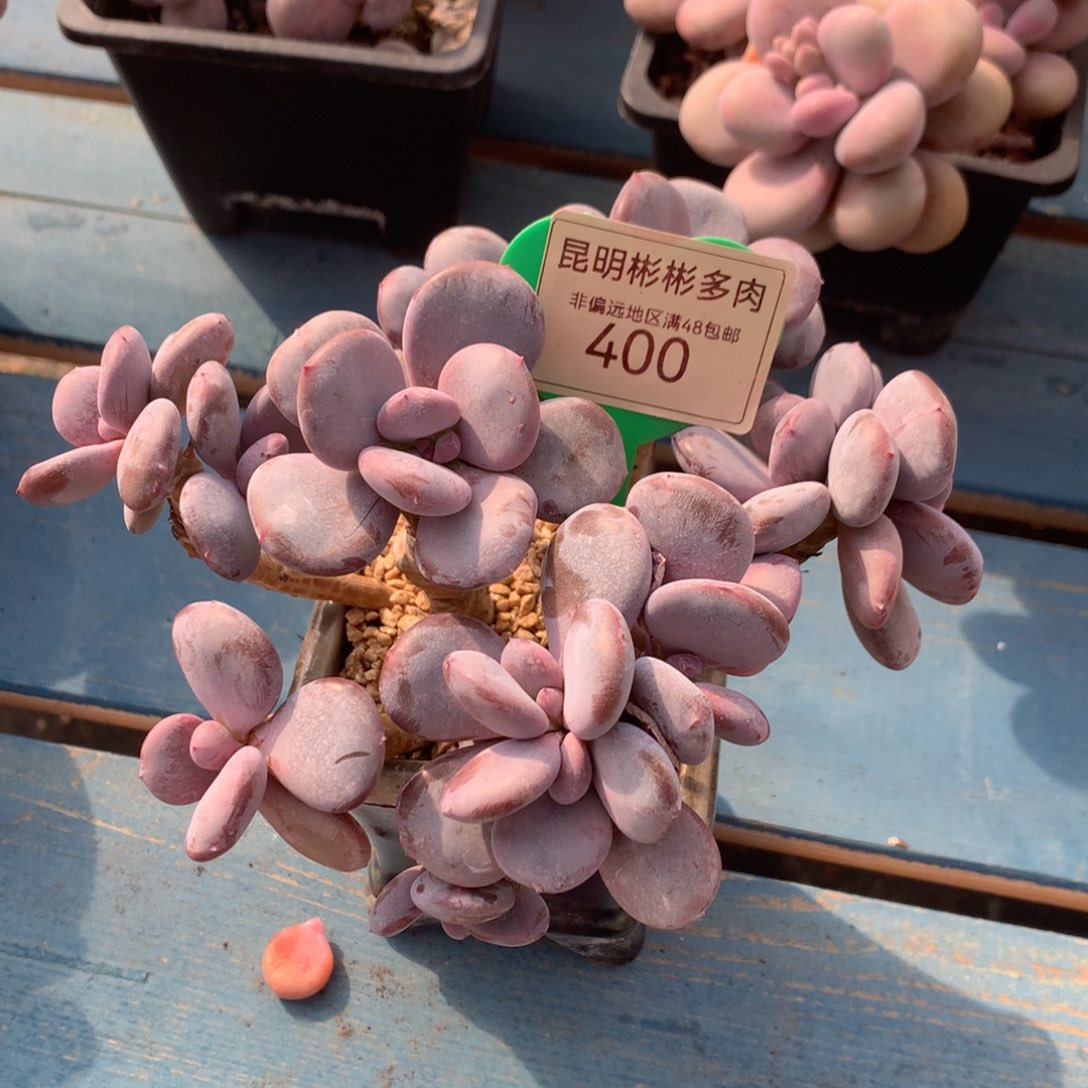 圆叶灰姑娘老桩无砍400