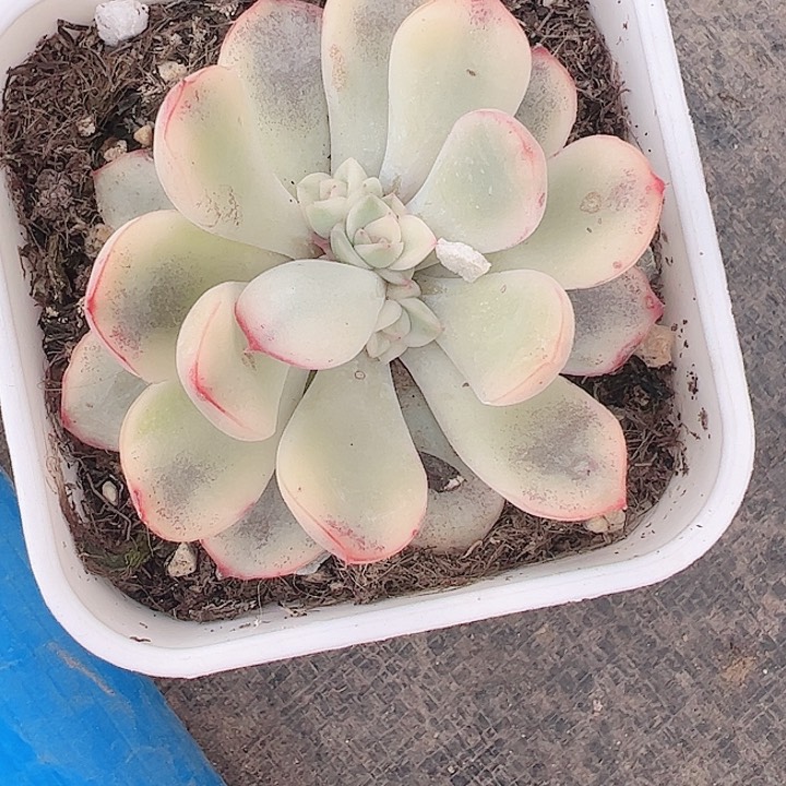 与**?多肉植物多肉植物