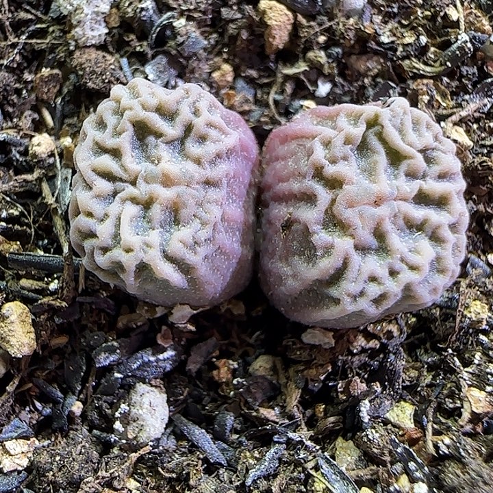 234超级烧麦优选福利