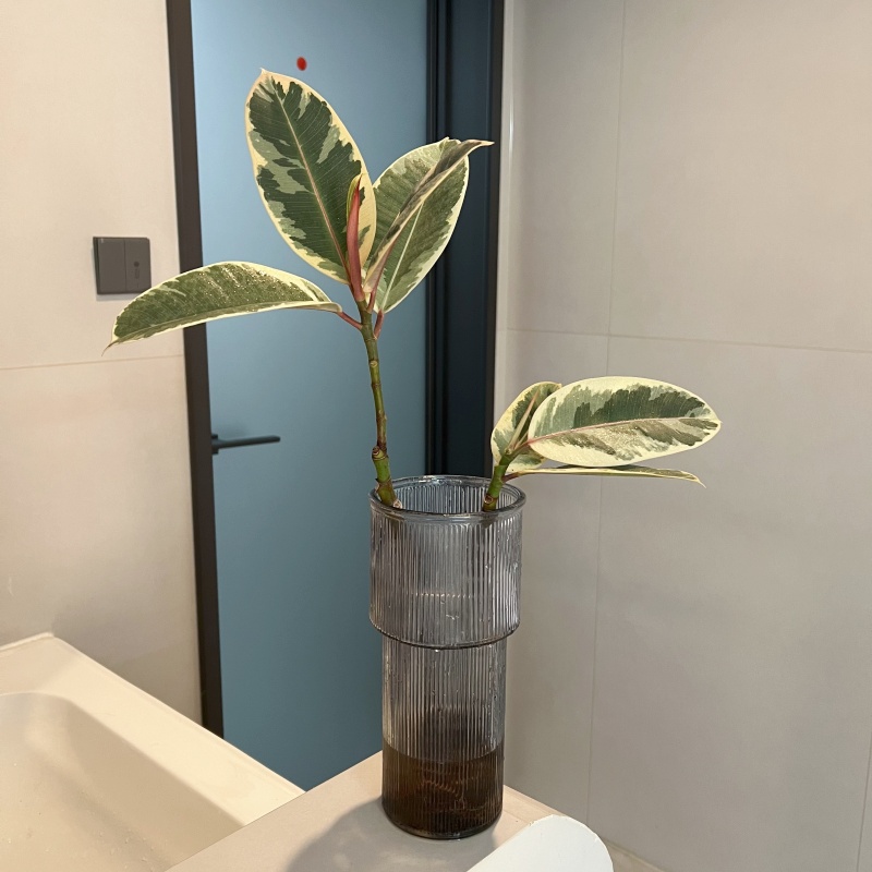 花叶橡皮树水培植物花卉盆栽办公室内桌面水养植物四季好养橡皮树