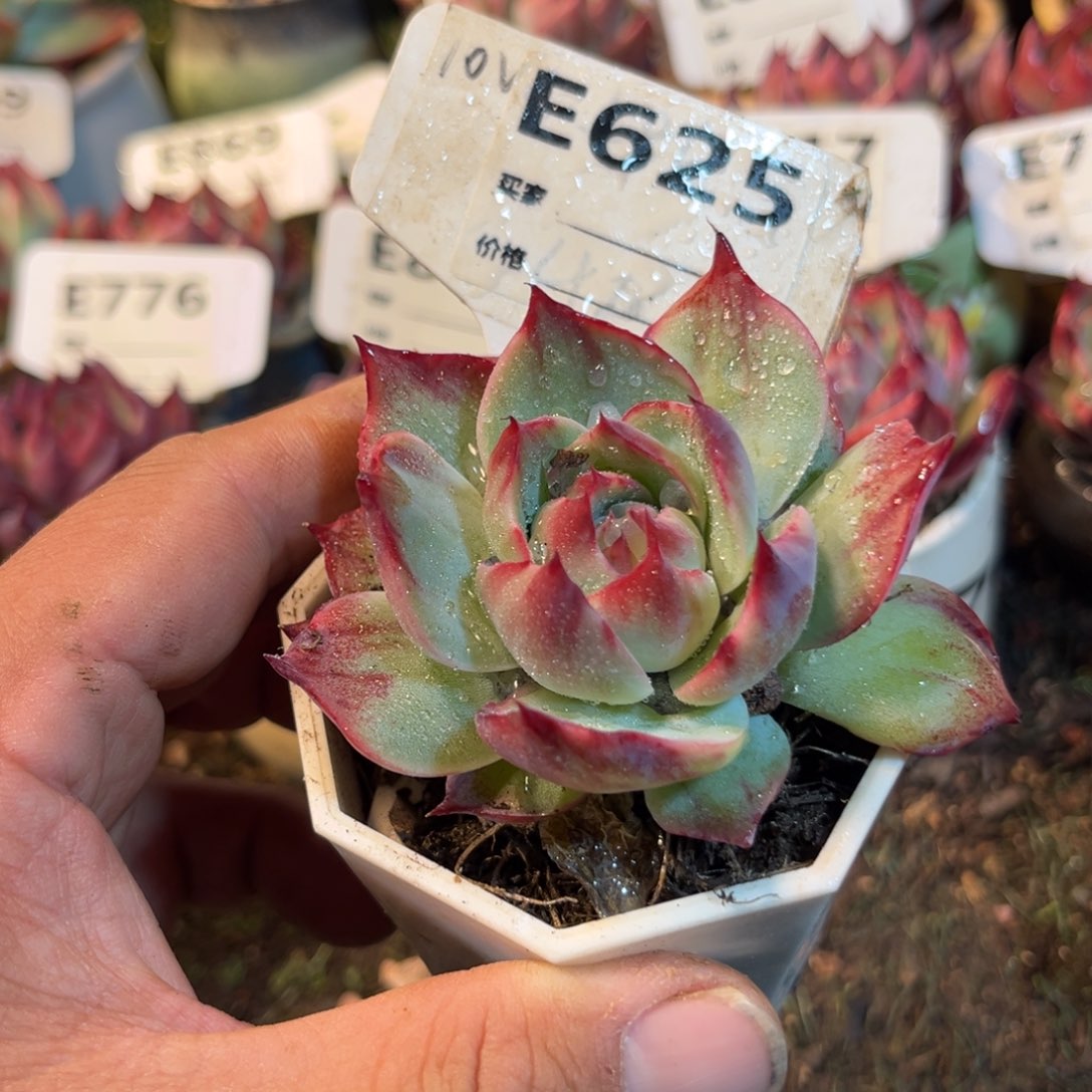 惊鸿一瞥625号多肉