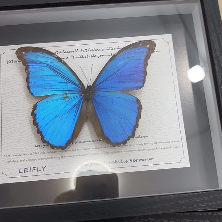 蝴蝶标本定制431@