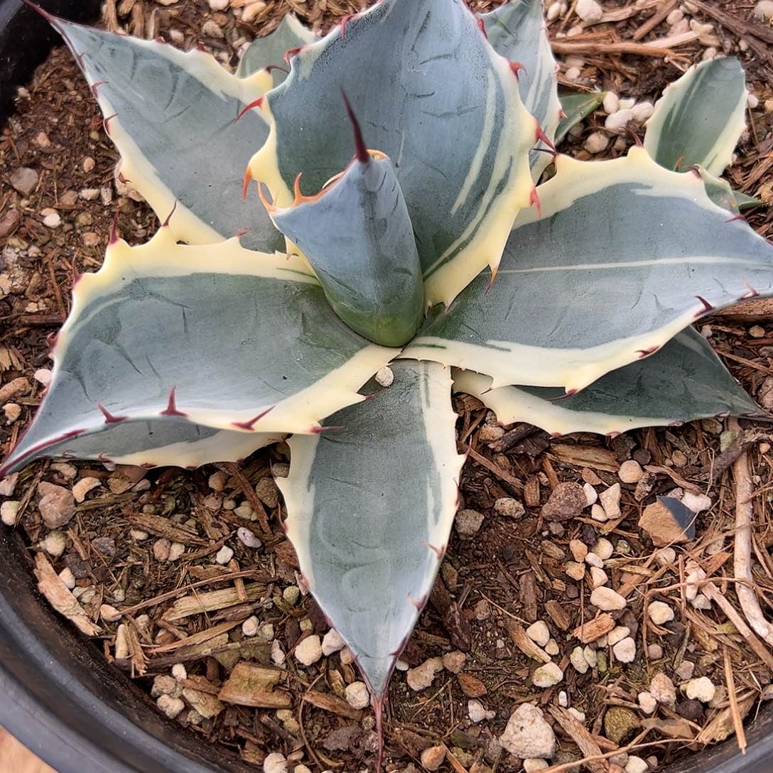 尹***）无花朵多肉植物赖光白覆轮