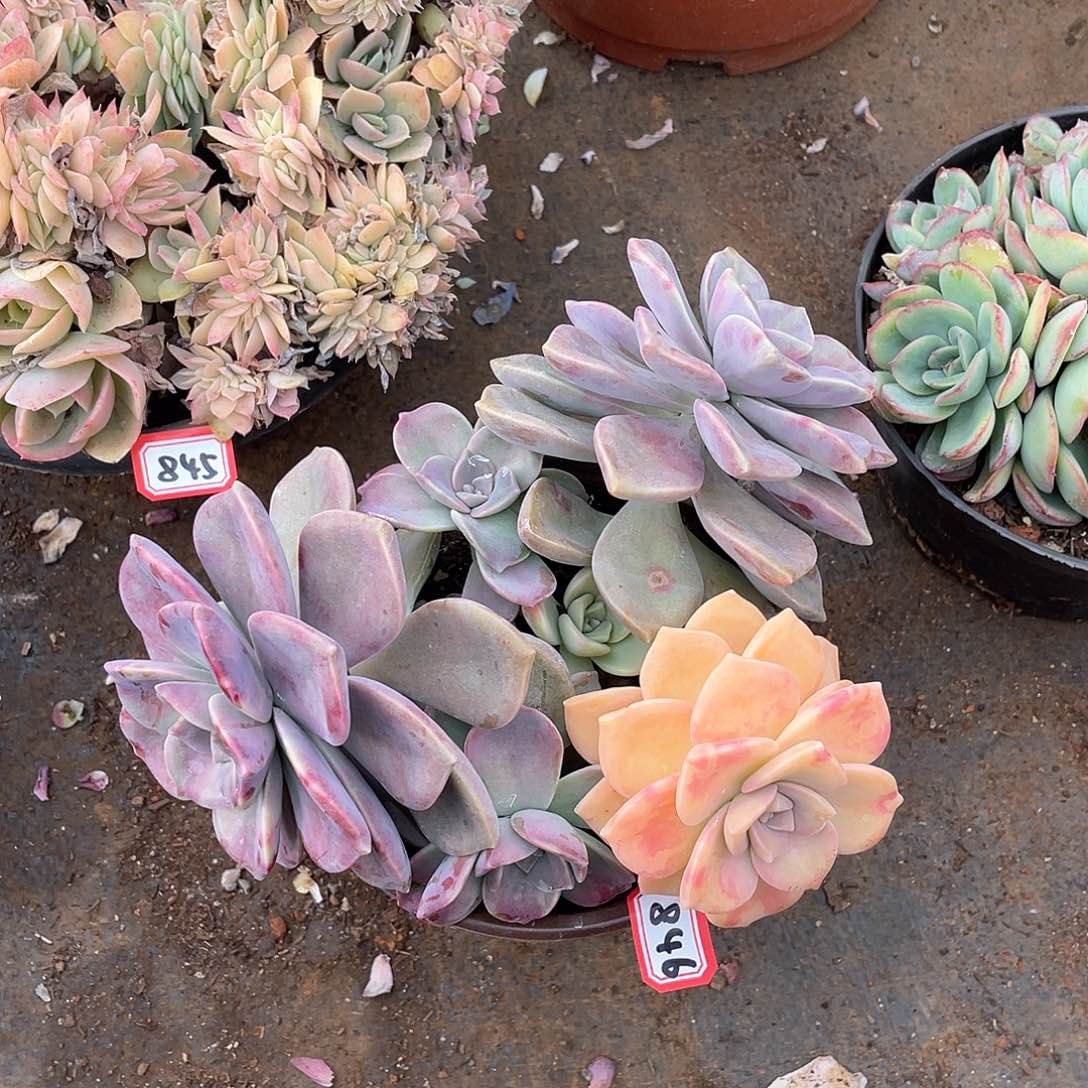 846紫乐锦一物一拍多肉