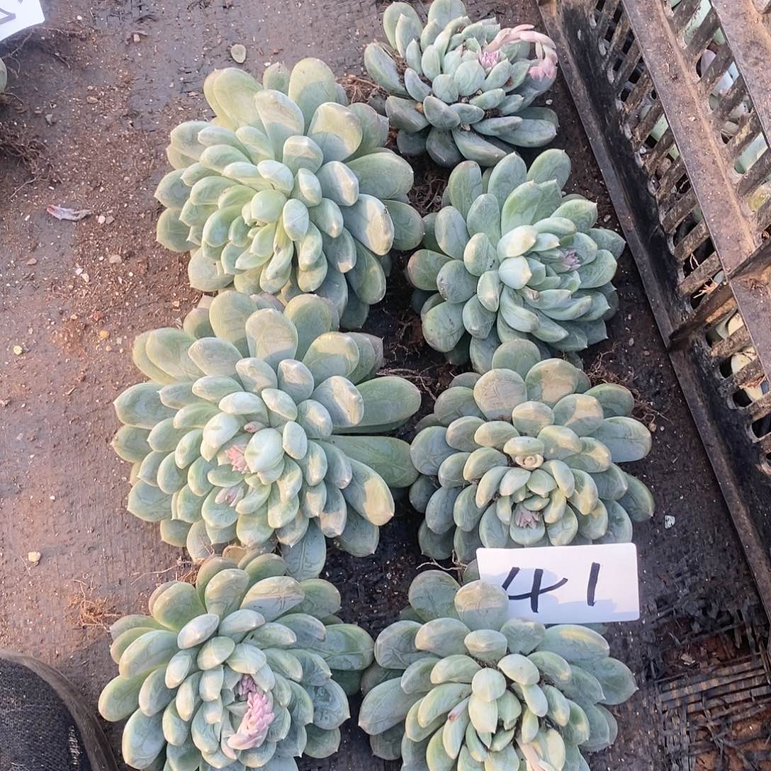 一堆百搭翡翠多肉41