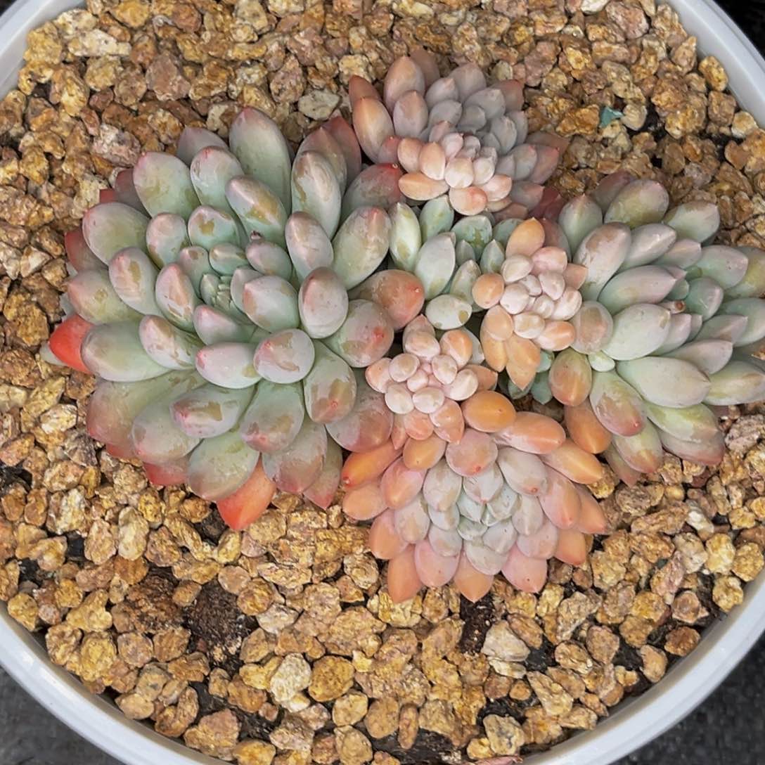 2619号晚上多肉植物群生多肉