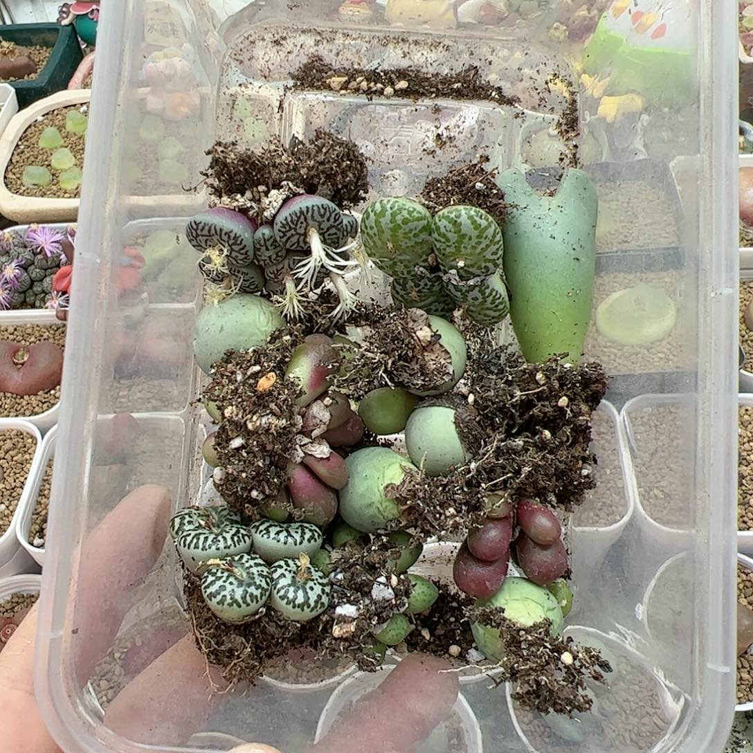 【闪购商品】23 双12限量福利