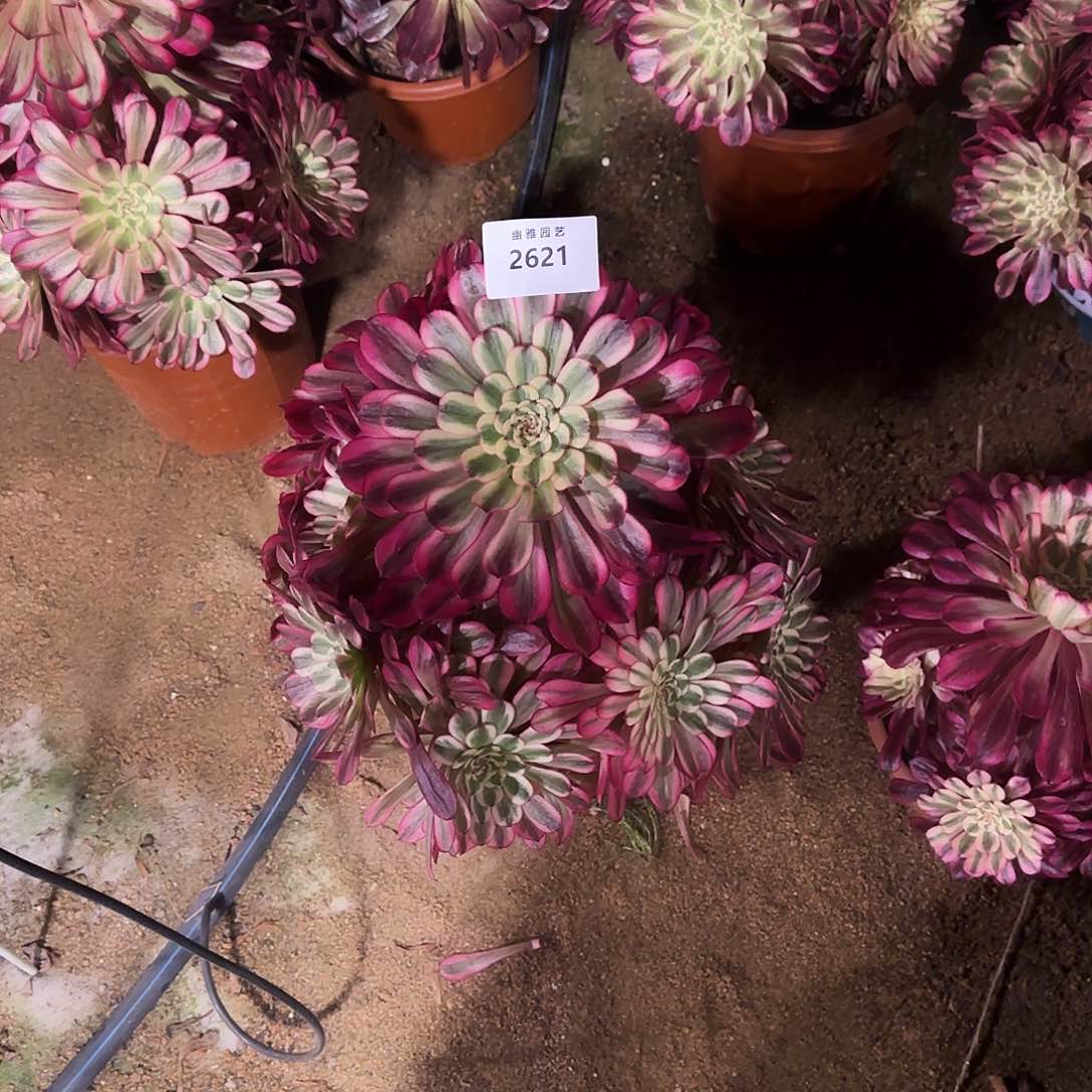 怠*多肉植物十里红妆2621