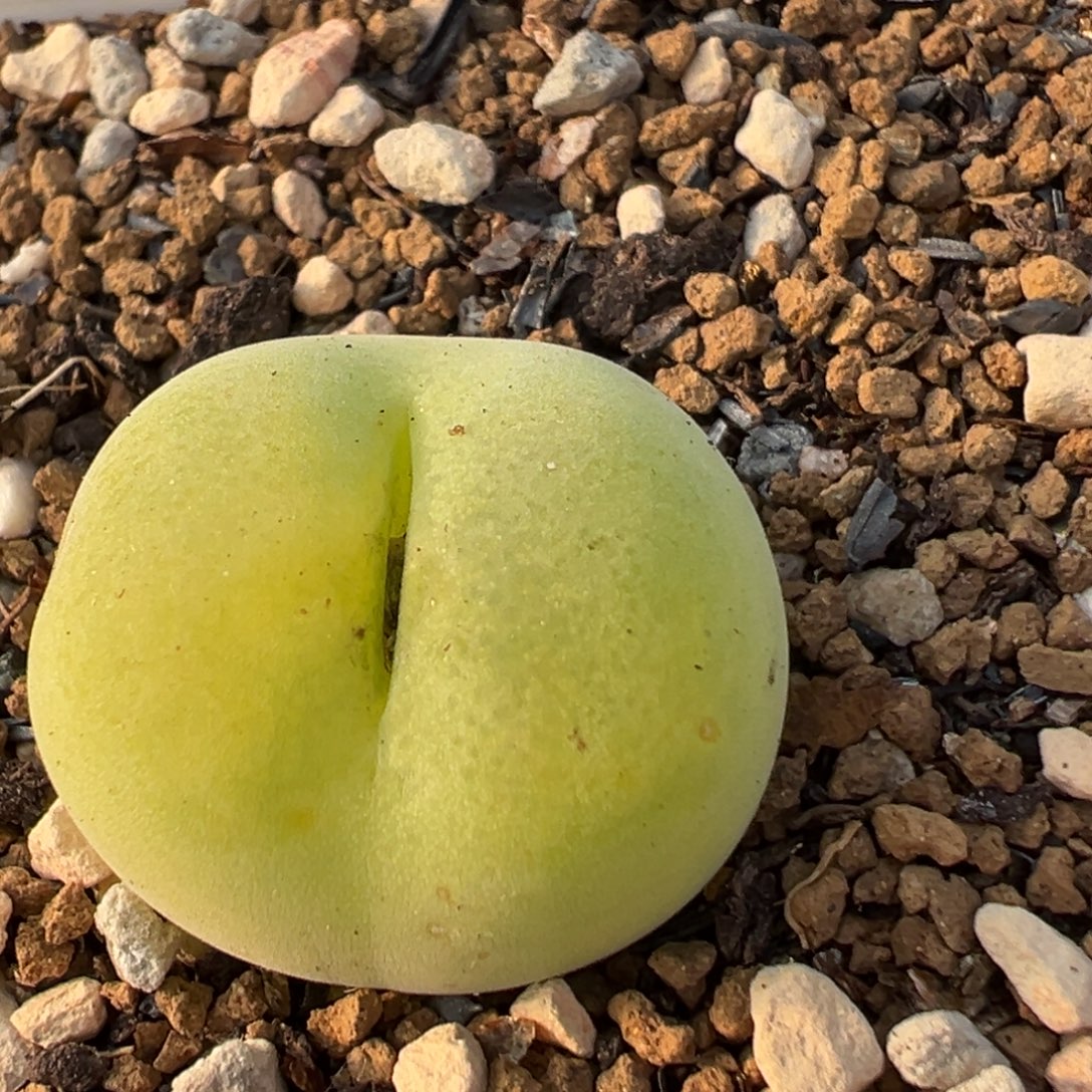 21多肉植物百科植物