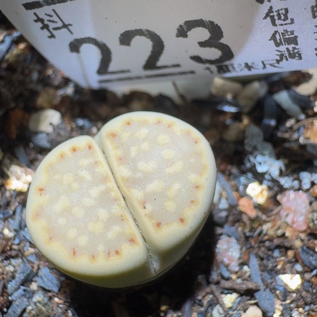 Ssss精品生石花223