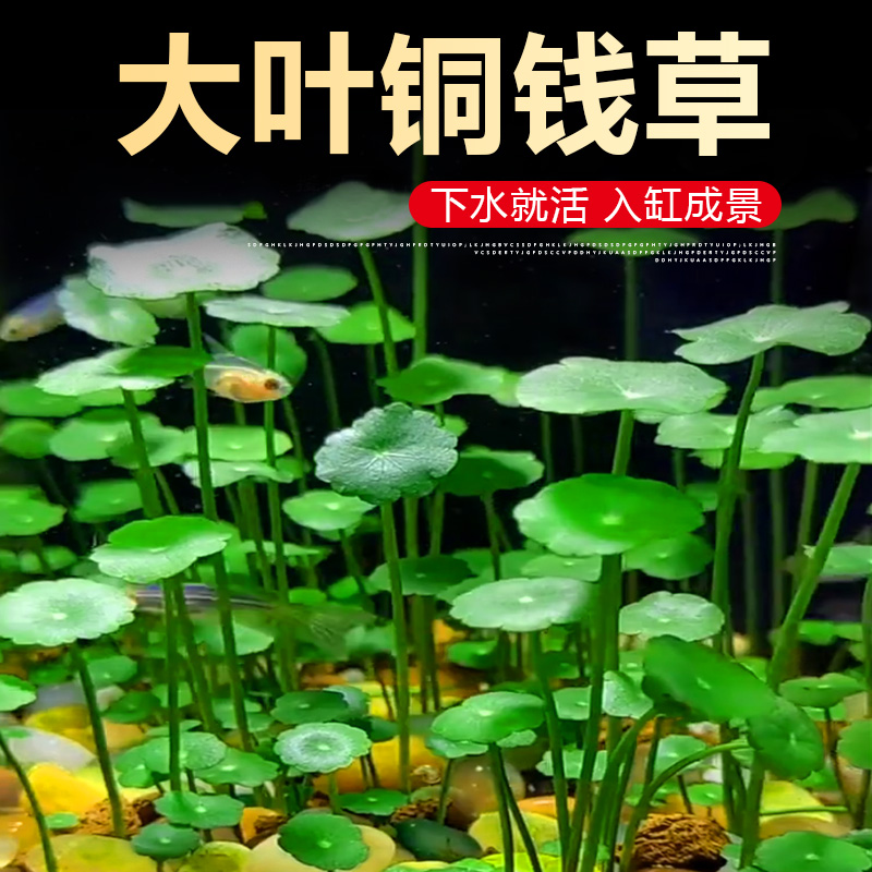 铜钱草水草鱼缸专用水培植物造景装饰净化水质挺水古法缸养鱼草
