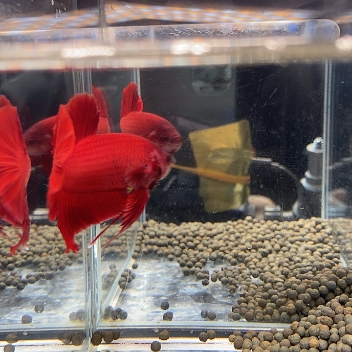 斗鱼黑117号巨斗将军