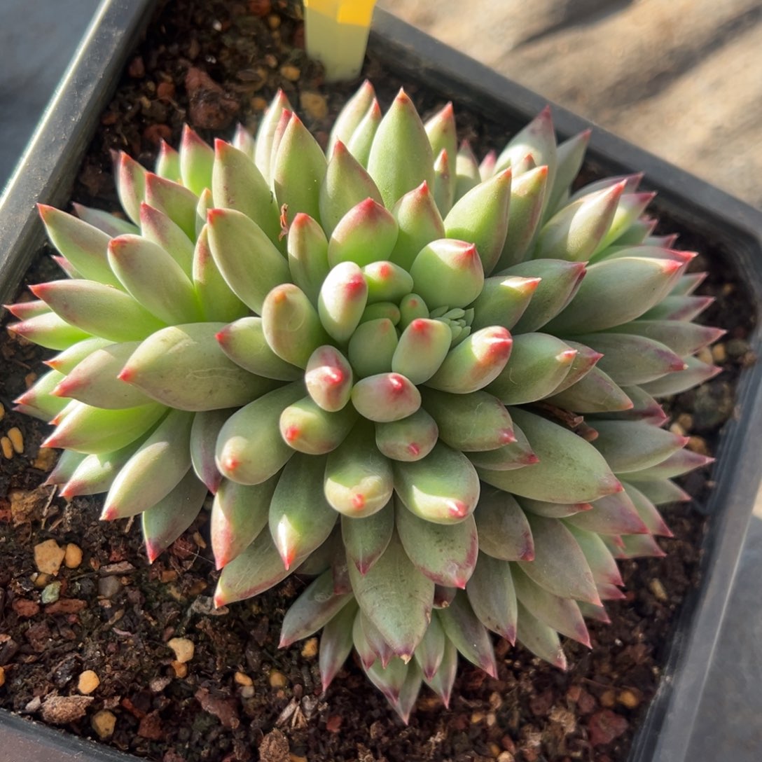 1118383 二代虞群生6头无砍