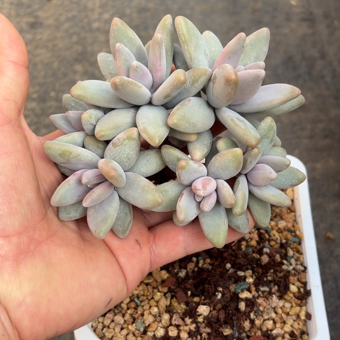 m***洋多肉植物企鹅群海洋