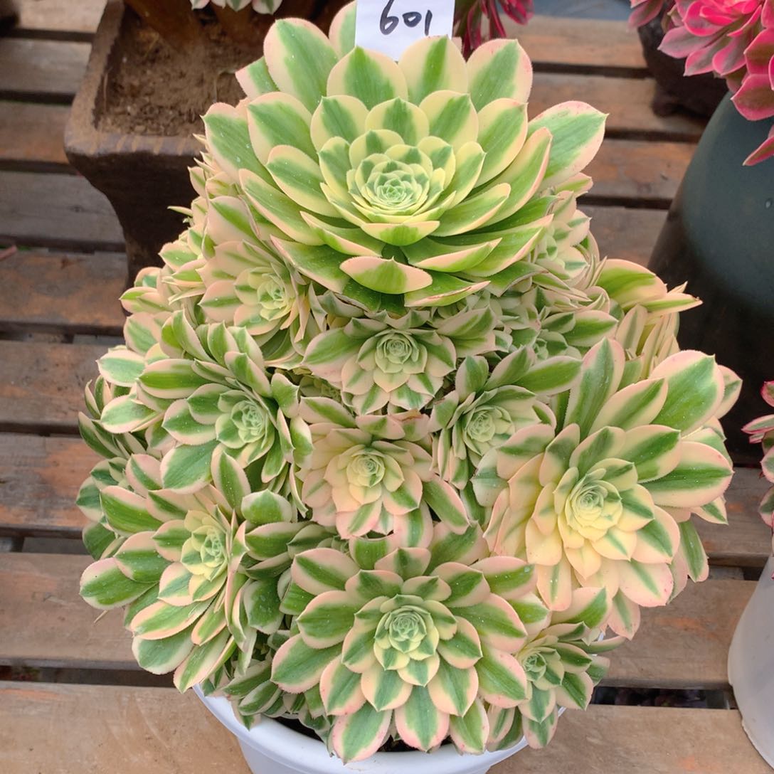 601迈巴赫精品法师多肉