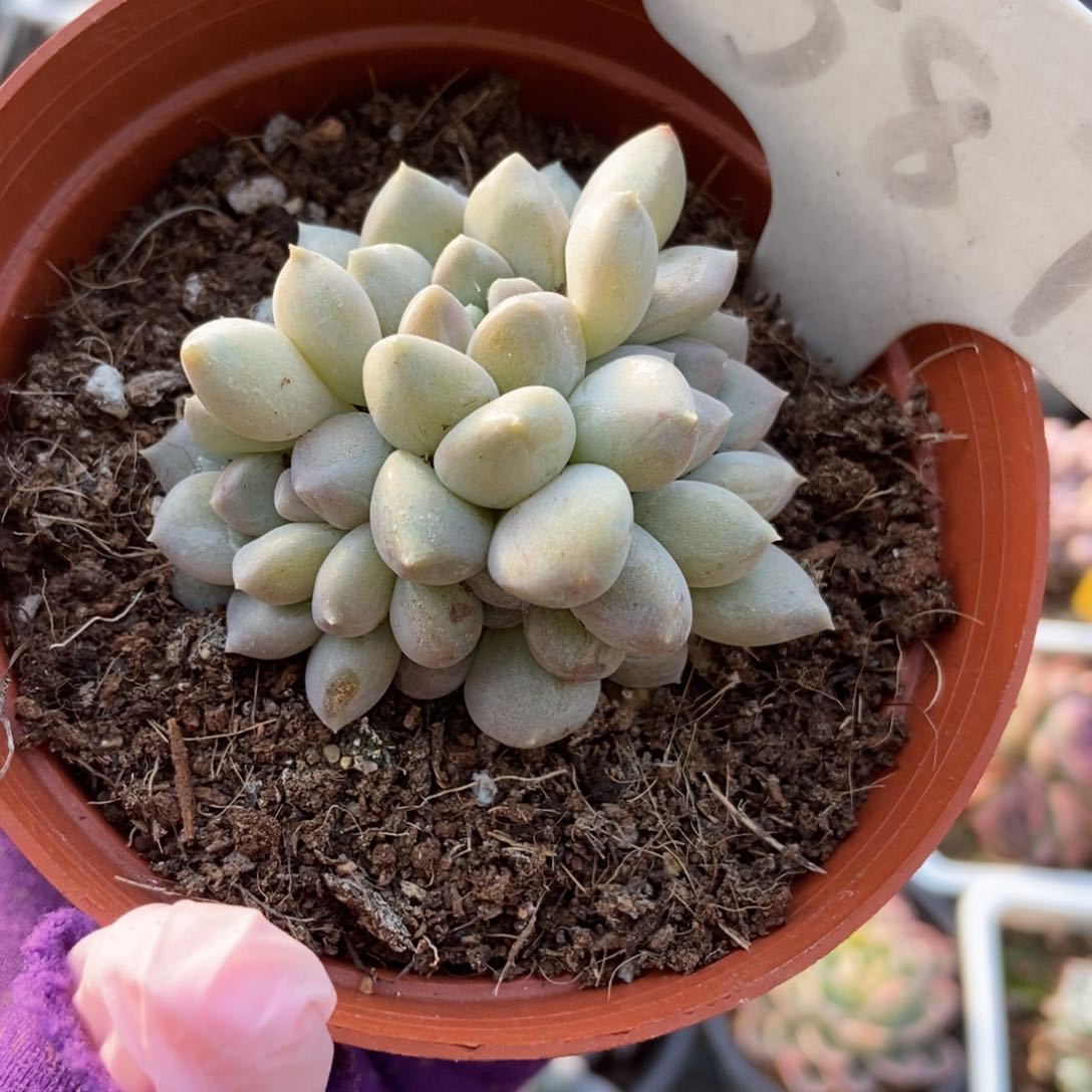 587奶糖多肉植物保护