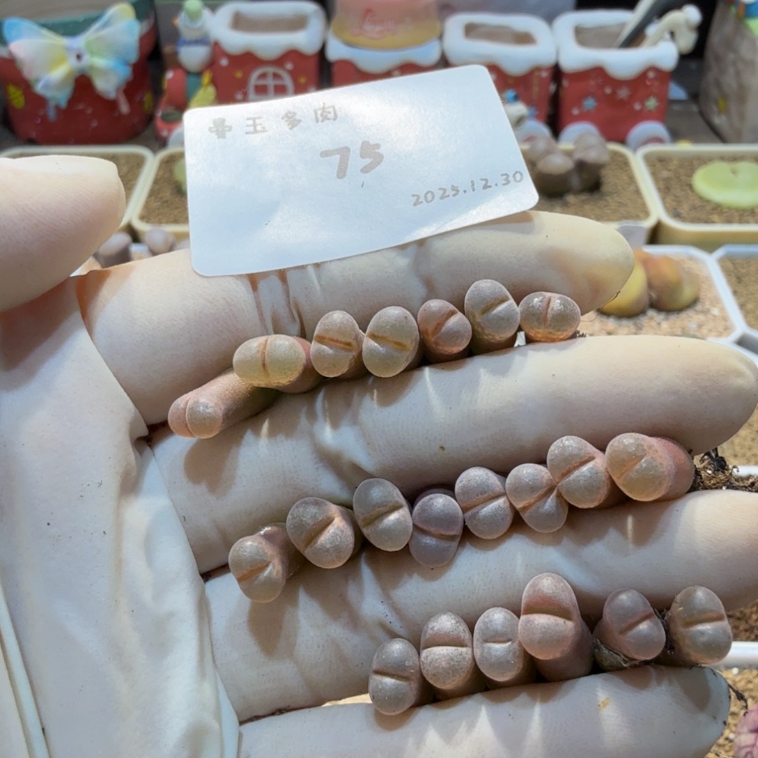 面****多肉多肉多肉12.30-075 肯哈德sw