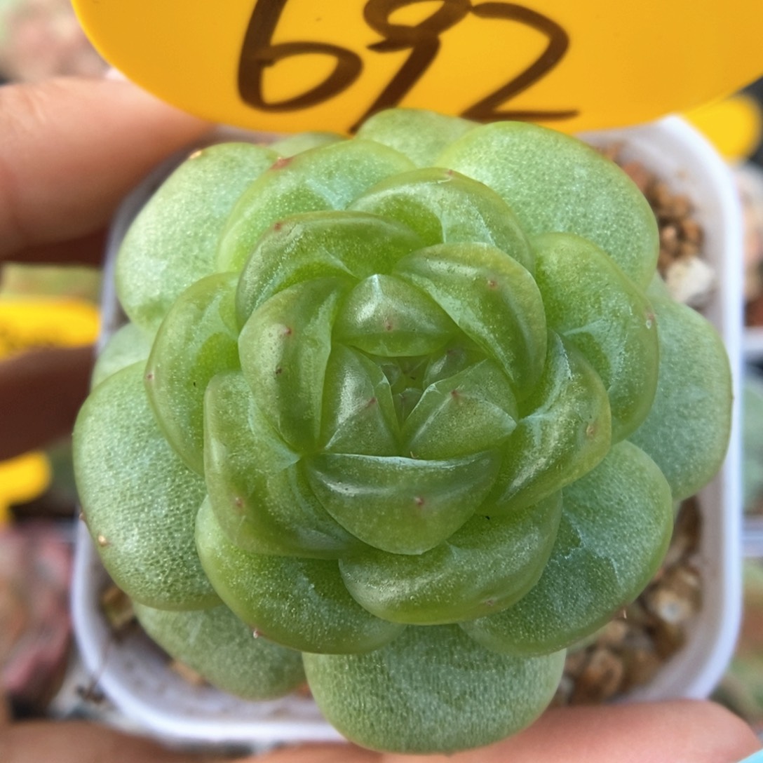 玲珑珍妮可拍692号。  