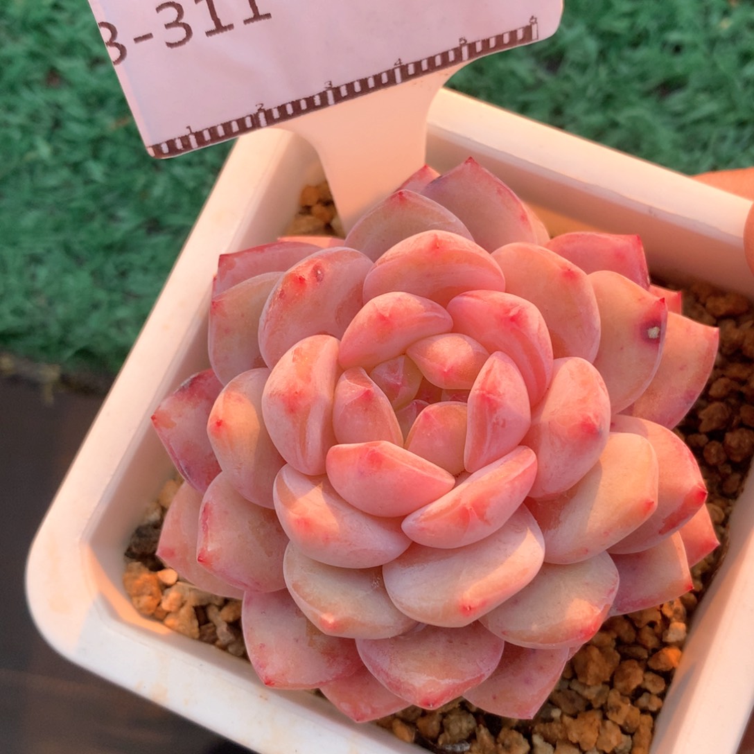 精控韩橙老桩多肉58包邮