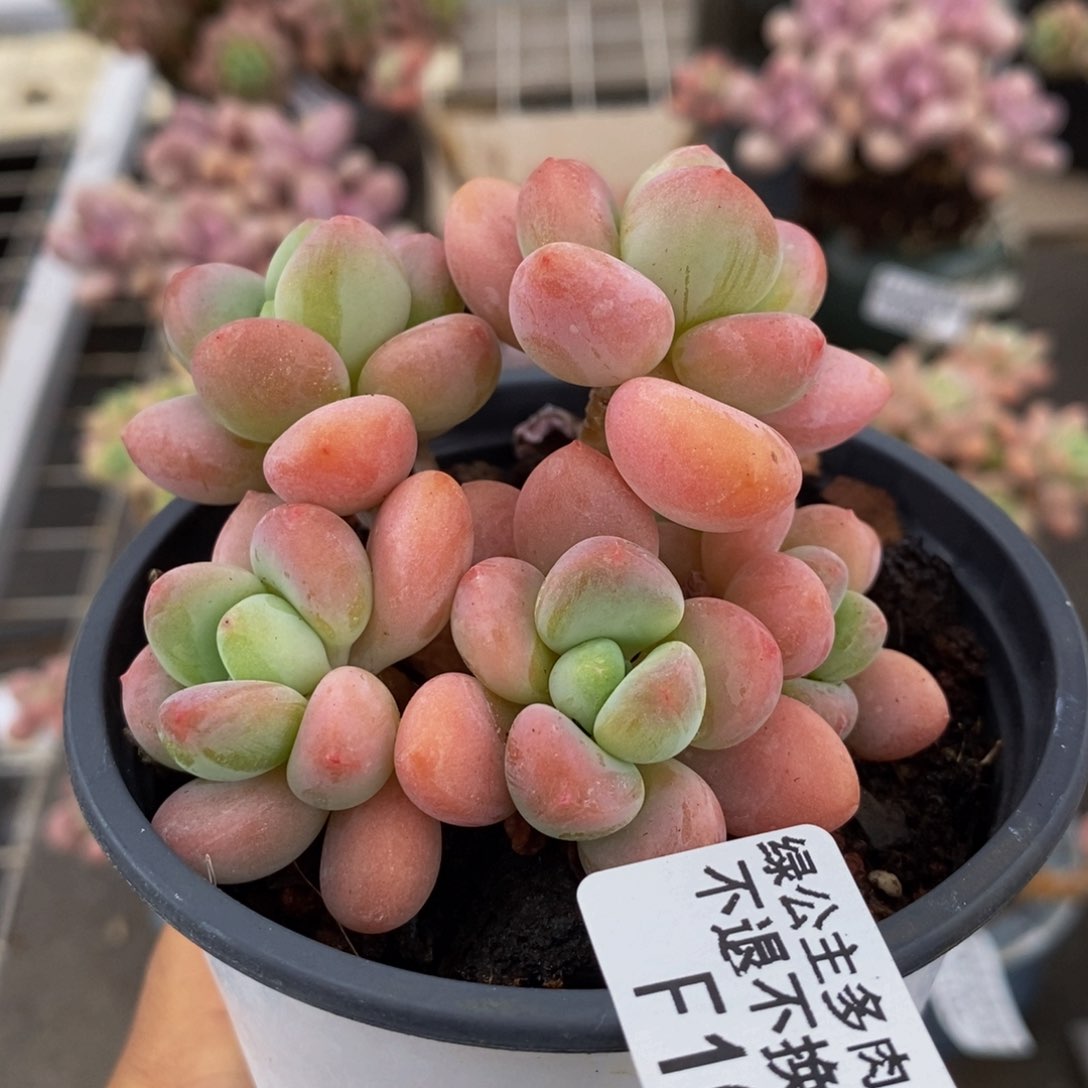 香水洛神107/8c m