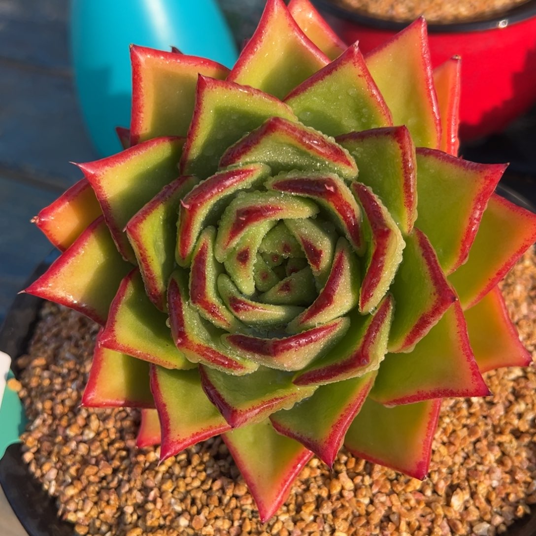 从前慢多肉精选编号0214.32