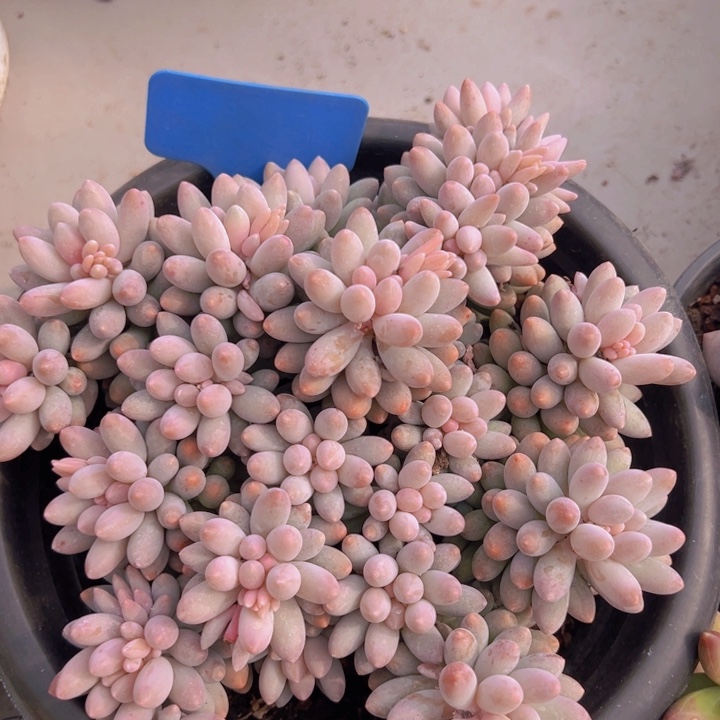 健健康康平平安安