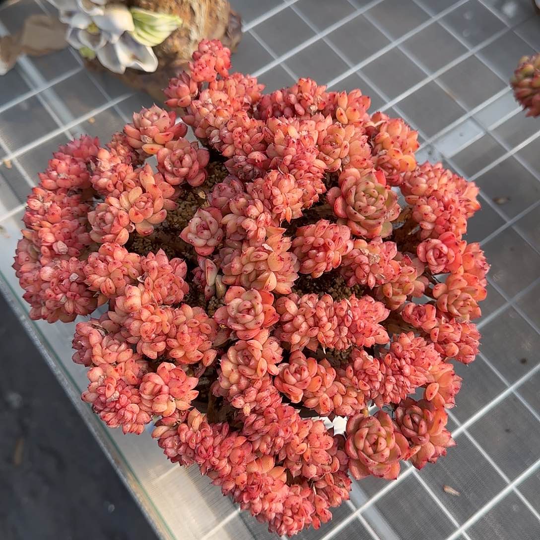 从前慢花园精选彩票缀多肉