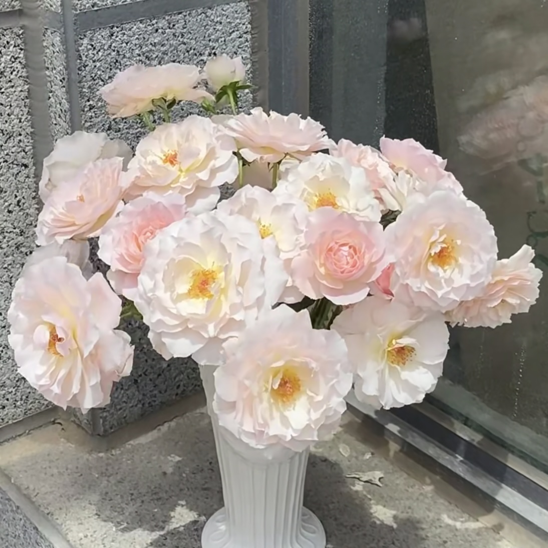 闪闪发光月季花盆栽花卉庭院耐晒耐寒花园植物