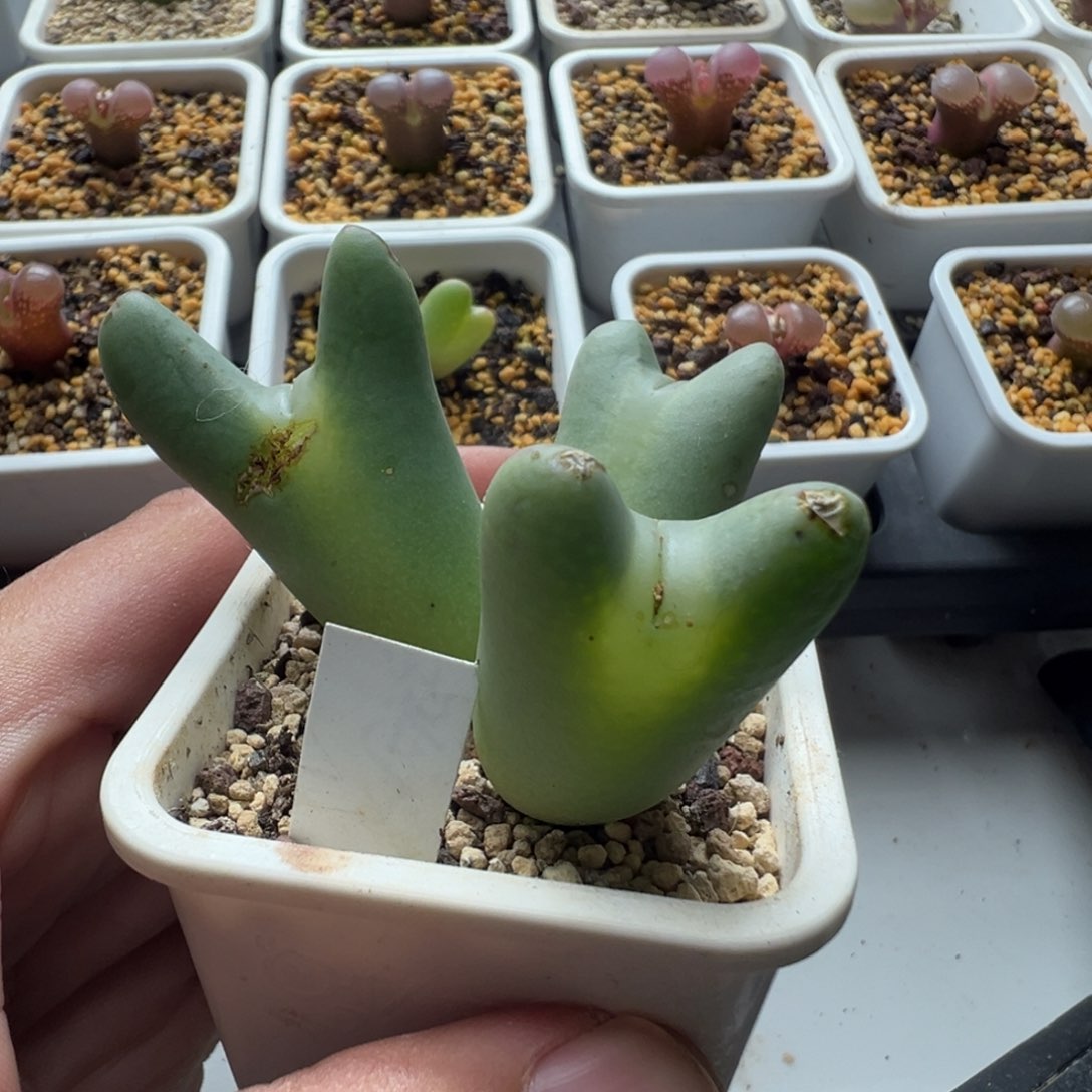 无花朵实生少将少将25