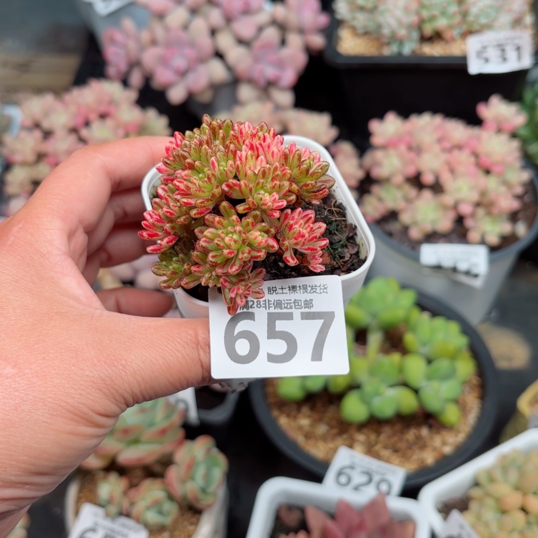 小人祭锦小树无盆土发货