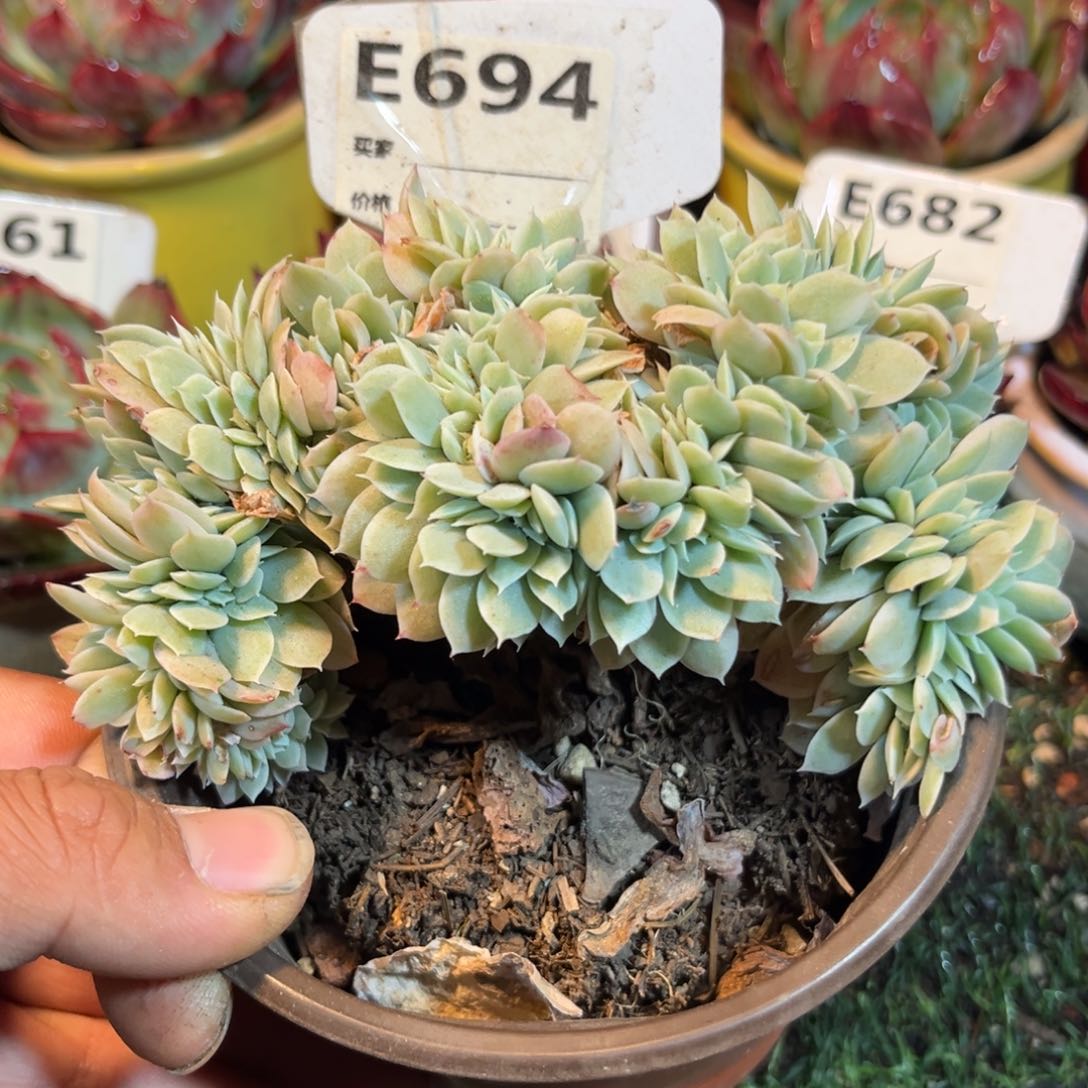 小白龙缀多肉694号