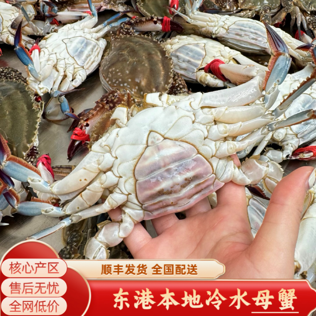 【保鲜不保活】东港冷水母梭子蟹2到3两/只  4到5只/斤
