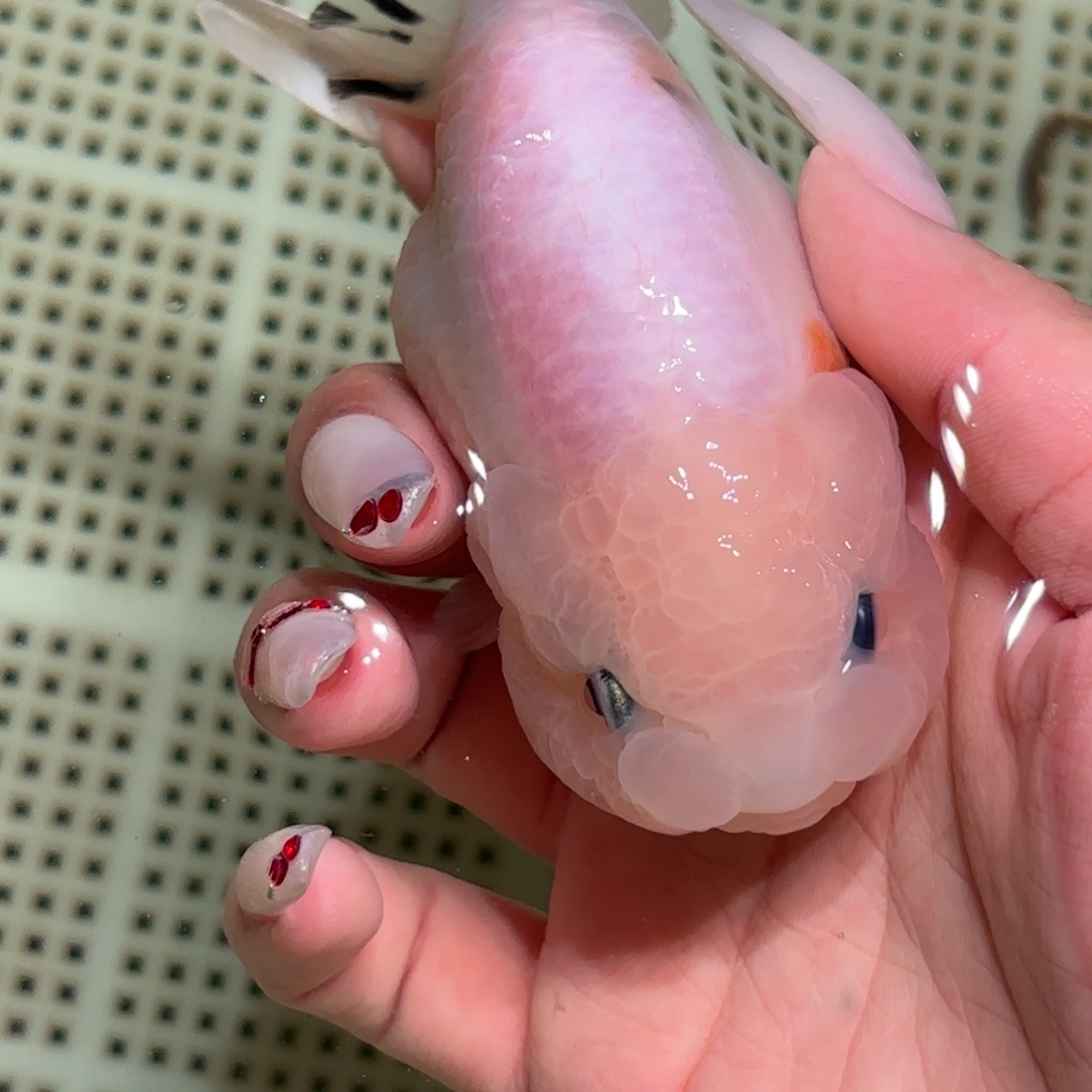 *****金鱼拍包装包邮不拍包装运费到付