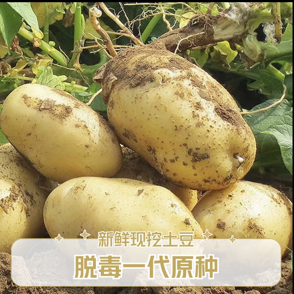 【脱毒马铃薯种薯】荷兰15黄皮黄心马铃薯批发高产脱毒蔬菜种洋芋