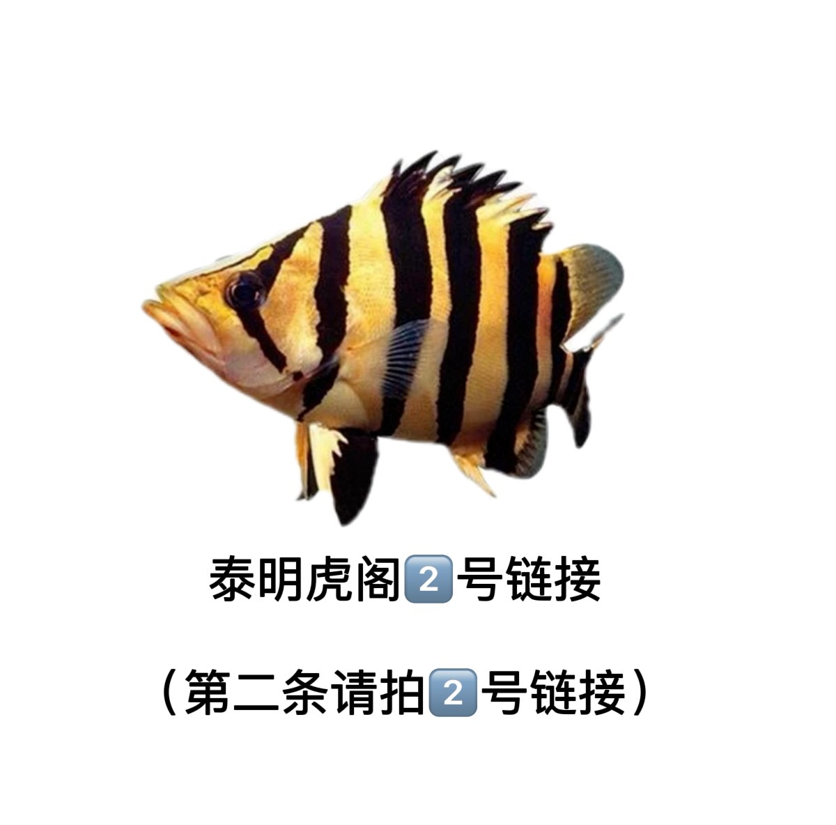 直播间虎鱼竞拍2号链接 热带观赏鱼