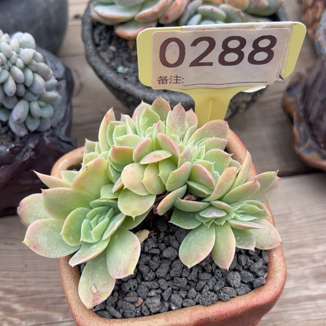 星纳塔缀化多肉植物