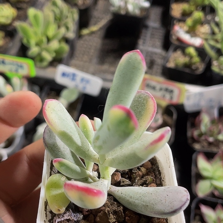 棒叶锦带盆土发货