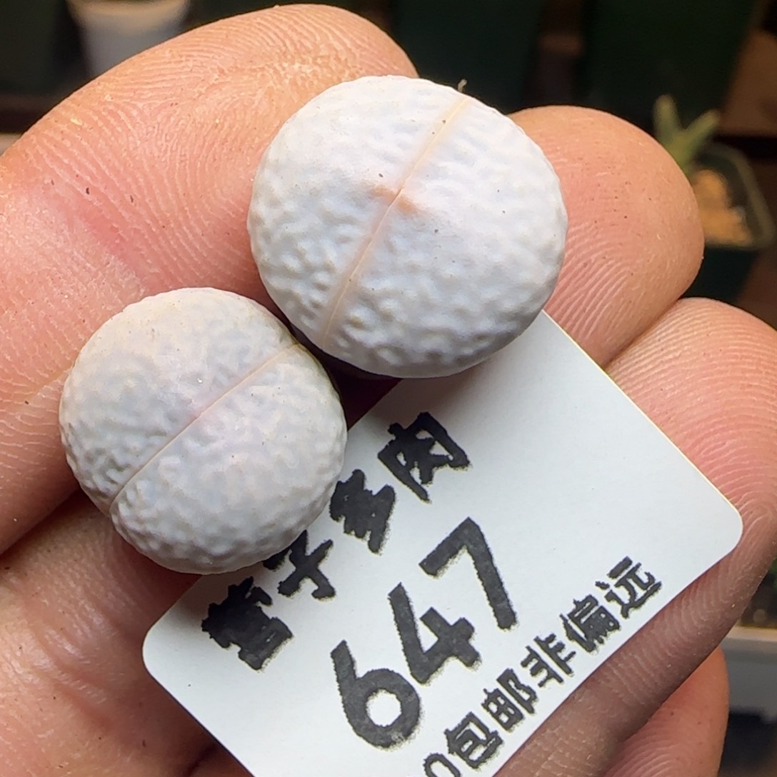 高尔夫。                 