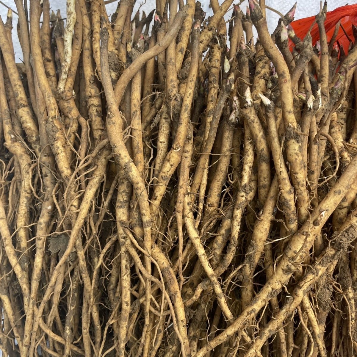 牡丹苗凤丹白花油用牡丹花牡丹花苗