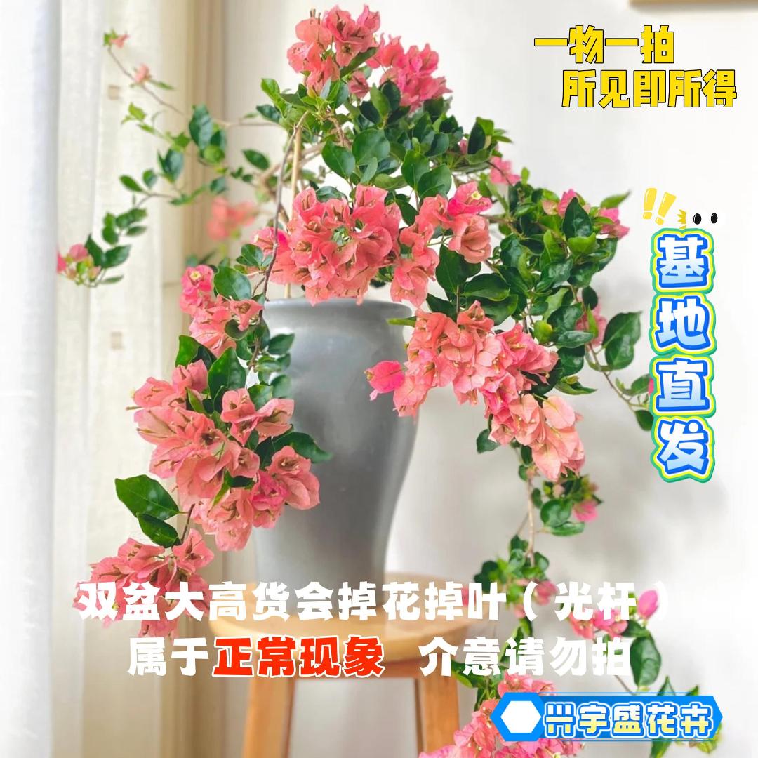 兴【23双盆一物一拍】会掉花落叶甚至光杆介意勿拍！三角梅