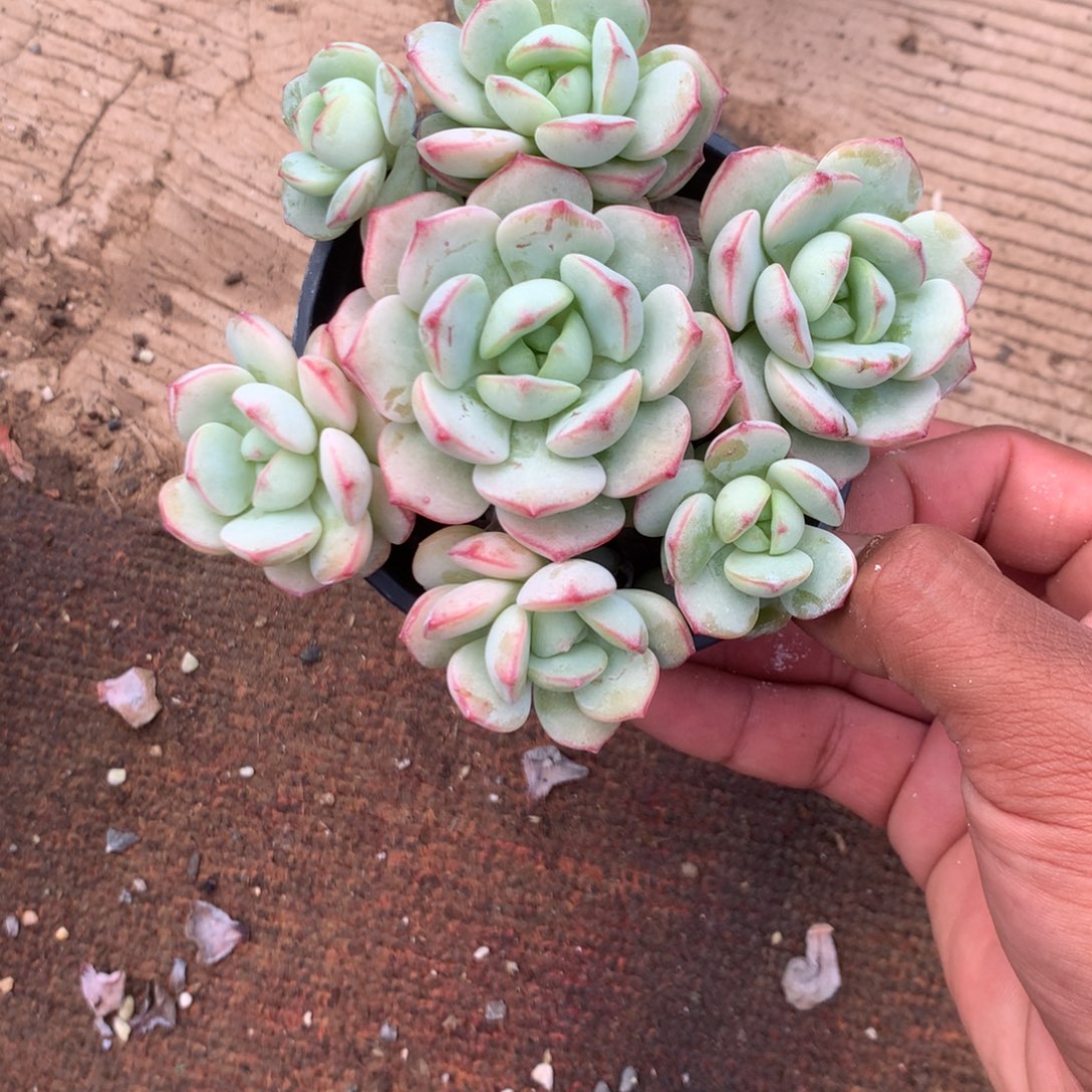 清政府就不应为民