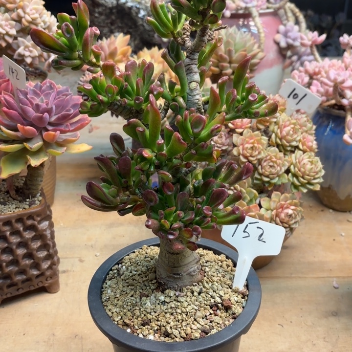 多肉植物，吸财树152号