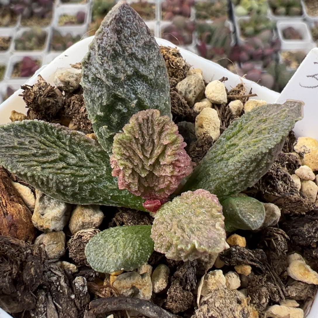 大鱼海棠多肉植物