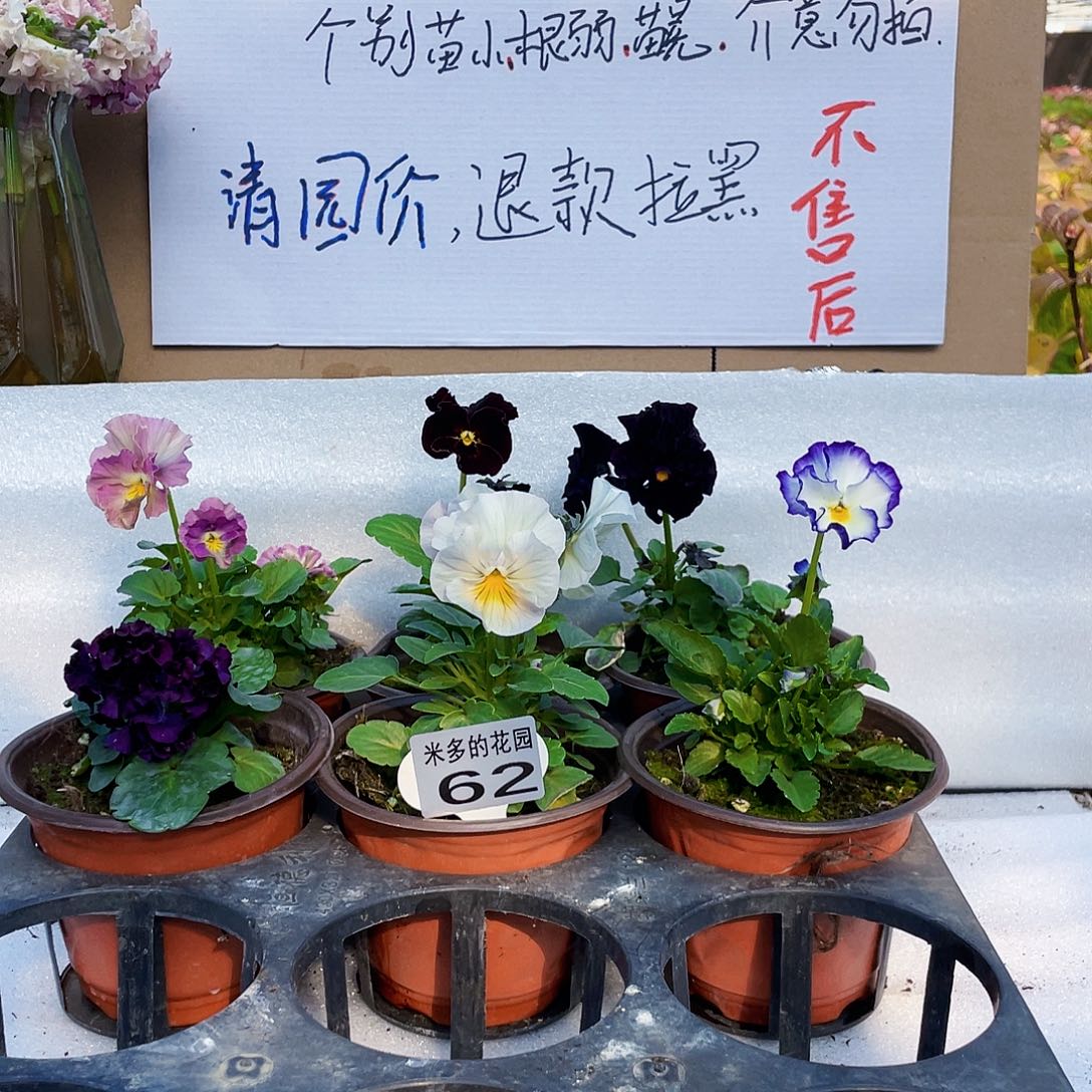 大部分花苞少量开放62