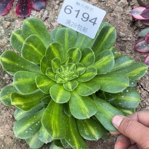 琉璃多肉多肉6194